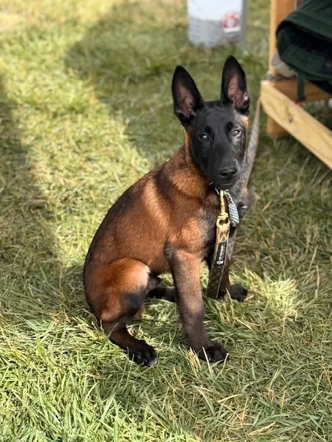 bb