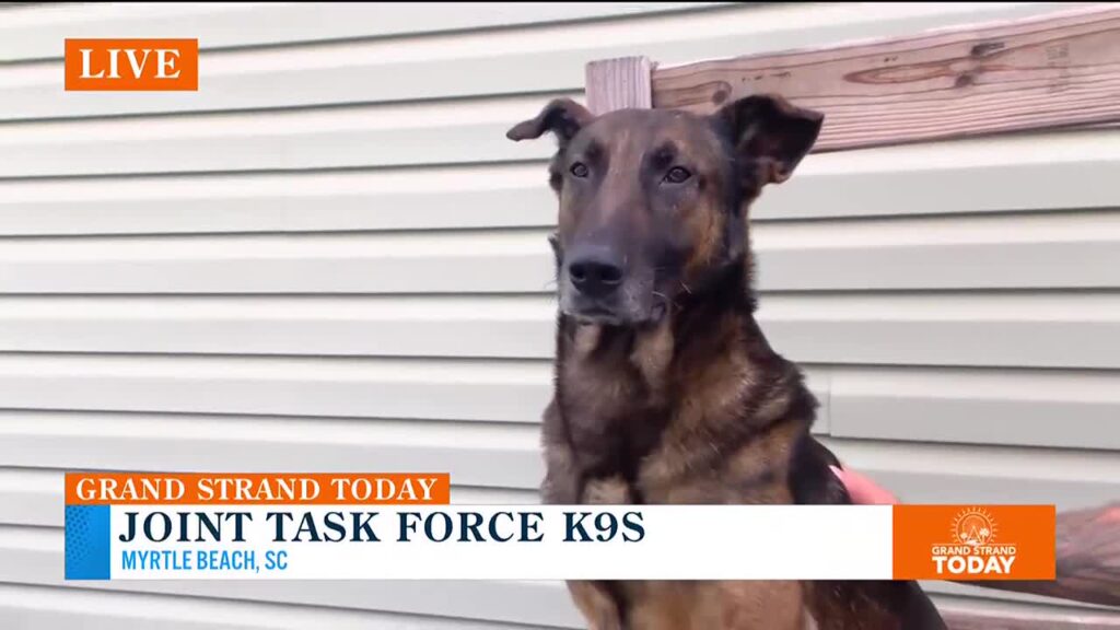 Meet the first litter of the Joint Task Force K9s